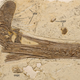 Illustration for article titled Paleontologists discover 120-million-year-old Ghost Dragon in China